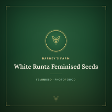 White Runtz Feminised Seeds White Runtz Feminised Seeds
