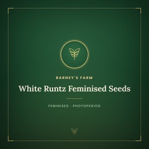 White Runtz Feminised Seeds White Runtz Feminised Seeds