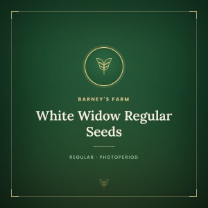 White Widow Regular Seeds White Widow Regular Seeds