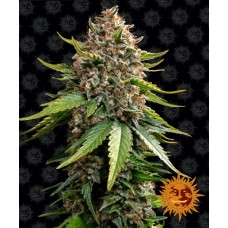 White Widow XXL Auto Feminised Seeds White Widow XXL Auto Feminised Seeds