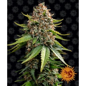 White Widow XXL Auto Feminised Seeds White Widow XXL Auto Feminised Seeds
