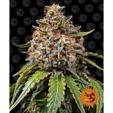 White Widow XXL Feminised Seeds White Widow XXL Feminised Seeds