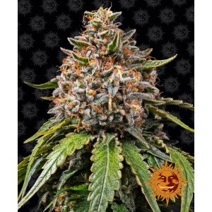 White Widow XXL Feminised Seeds White Widow XXL Feminised Seeds