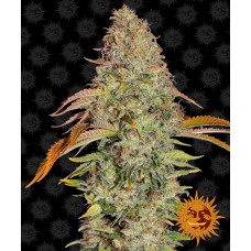Zkittlez OG Auto Feminised Seeds Zkittlez OG Auto Feminised Seeds