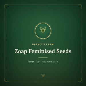 Zoap Feminised Seeds Zoap Feminised Seeds