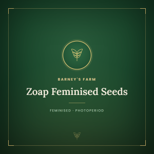 Zoap Feminised Seeds Zoap Feminised Seeds