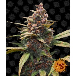 Ayahuasca Purple Feminised Seeds Ayahuasca Purple Feminised Seeds