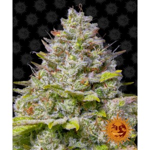 Blue Gelato 41 Feminised Seeds Blue Gelato 41 Feminised Seeds