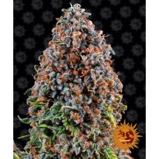 Critical Kush Feminised Seeds Critical Kush Feminised Seeds