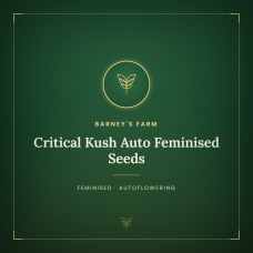 Critical Kush Auto Feminised Seeds Critical Kush Auto Feminised Seeds