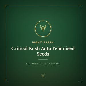Critical Kush Auto Feminised Seeds Critical Kush Auto Feminised Seeds