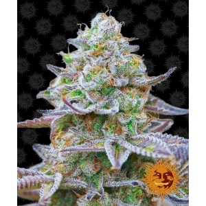 Gorilla Zkittlez Feminised Seeds Gorilla Zkittlez Feminised Seeds