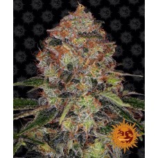 Shiskaberry Feminised Seeds Shiskaberry Feminised Seeds