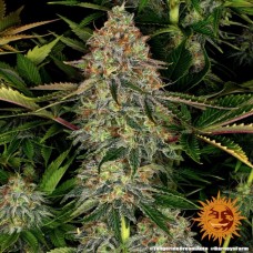 Tangerine Dream Auto Feminised Seeds Tangerine Dream Auto Feminised Seeds