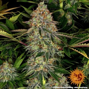 Tangerine Dream Auto Feminised Seeds Tangerine Dream Auto Feminised Seeds