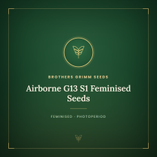 Airborne G13 S1 Feminised Seeds Airborne G13 S1 Feminised Seeds