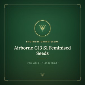 Airborne G13 S1 Feminised Seeds Airborne G13 S1 Feminised Seeds