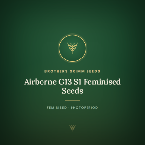 Airborne G13 S1 Feminised Seeds Airborne G13 S1 Feminised Seeds