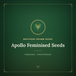 Apollo Feminised Seeds Apollo Feminised Seeds