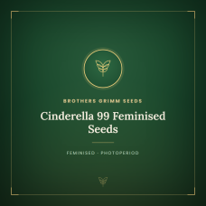 Cinderella 99 Feminised Seeds Cinderella 99 Feminised Seeds