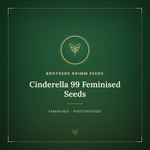 Cinderella 99 Feminised Seeds