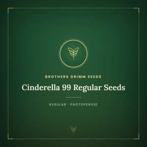 Cinderella 99 Regular Seeds Cinderella 99 Regular Seeds