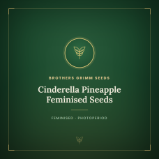 Cinderella Pineapple Feminised Seeds Cinderella Pineapple Feminised Seeds