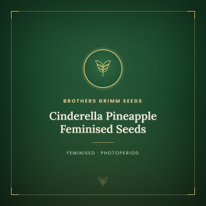 Cinderella Pineapple Feminised Seeds Cinderella Pineapple Feminised Seeds