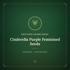 Cinderella Purple Feminised Seeds Cinderella Purple Feminised Seeds