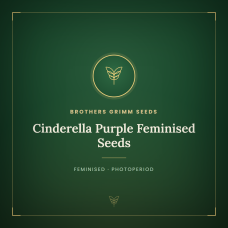 Cinderella Purple Feminised Seeds Cinderella Purple Feminised Seeds