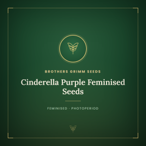 Cinderella Purple Feminised Seeds Cinderella Purple Feminised Seeds