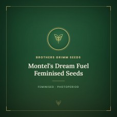 Montel's Dream Fuel Feminised Seeds