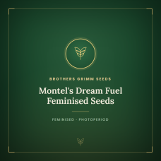 Montel's Dream Fuel Feminised Seeds Montel's Dream Fuel Feminised Seeds
