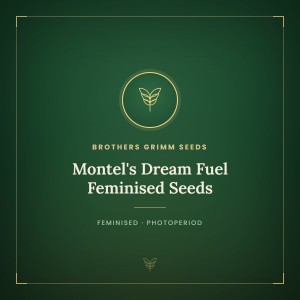 Montel's Dream Fuel Feminised Seeds Montel's Dream Fuel Feminised Seeds