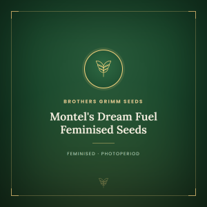 Montel's Dream Fuel Feminised Seeds Montel's Dream Fuel Feminised Seeds