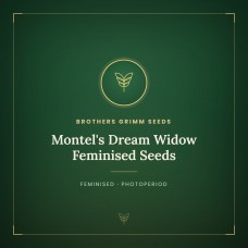 Montel's Dream Widow Feminised Seeds