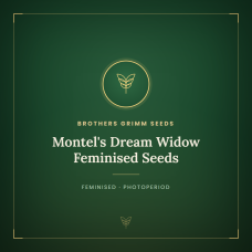Montel's Dream Widow Feminised Seeds Montel's Dream Widow Feminised Seeds