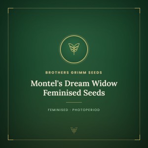 Montel's Dream Widow Feminised Seeds