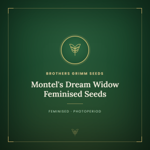 Montel's Dream Widow Feminised Seeds Montel's Dream Widow Feminised Seeds