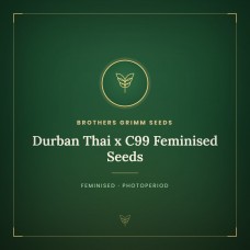 Durban Thai x C99 Feminised Seeds Durban Thai x C99 Feminised Seeds