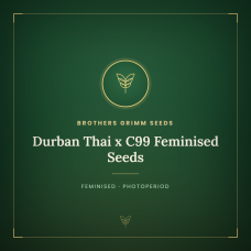 Durban Thai x C99 Feminised Seeds Durban Thai x C99 Feminised Seeds