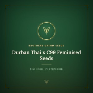 Durban Thai x C99 Feminised Seeds
