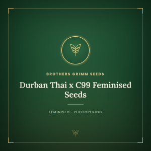 Durban Thai x C99 Feminised Seeds