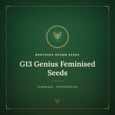 G13 Genius Feminised Seeds G13 Genius Feminised Seeds