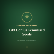G13 Genius Feminised Seeds G13 Genius Feminised Seeds