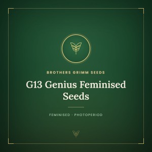 G13 Genius Feminised Seeds