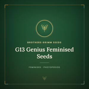 G13 Genius Feminised Seeds G13 Genius Feminised Seeds