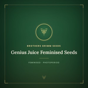 Genius Juice Feminised Seeds Genius Juice Feminised Seeds