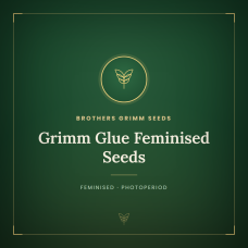 Grimm Glue Feminised Seeds Grimm Glue Feminised Seeds