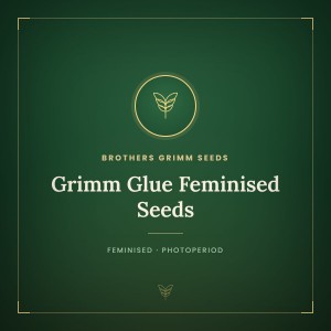 Grimm Glue Feminised Seeds Grimm Glue Feminised Seeds